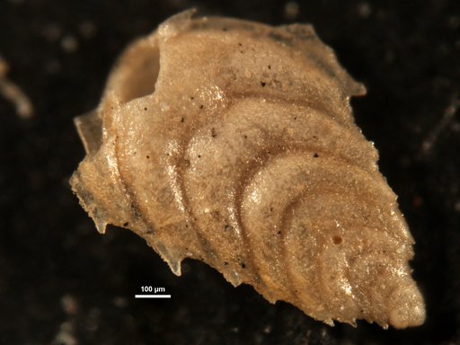 Plectofrondicularia spinifera Cushman & Jarvis, 1929
