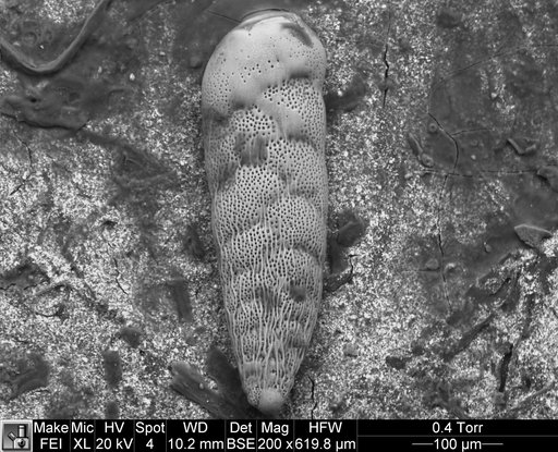 Bolivina striatula Cushman, 1922
