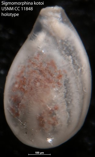 Sigmomorphina kotoi Cushman & Ozawa, 1930