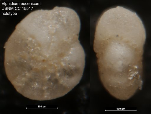 Elphidium eocenicum Cushman & Ellisor, 1931