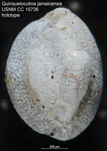 Quinqueloculina jamaicensis Cushman & Jarvis, 1931