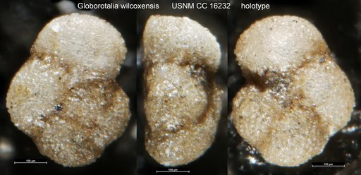 Globorotalia wilcoxensis Cushman & Ponton, 1932
