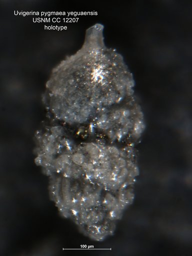 Uvigerina pygmaea var. yeguaensis Weinzierl & Applin, 1926