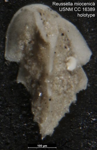Reussella miocenica Cushman, 1945