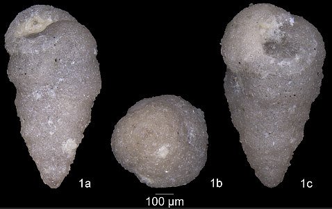 Arenobulimina frankei Cushman, 1936