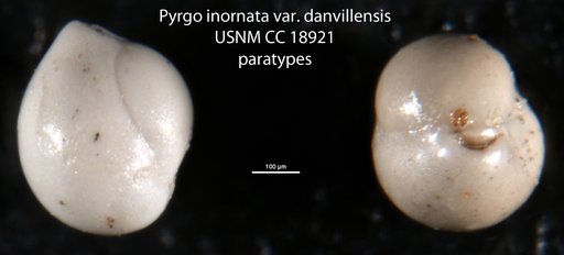 Pyrgo inornata var. danvillensis Howe & Wallace, 1932