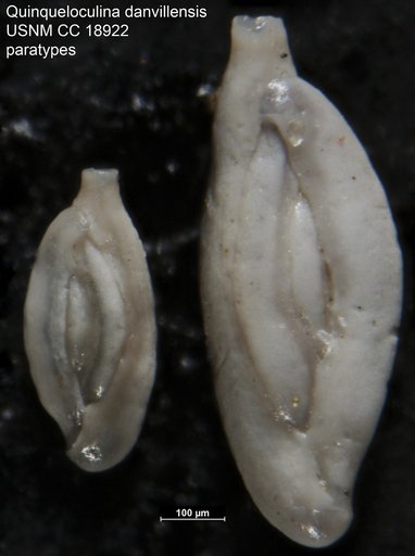 Quinqueloculina danvillensis Howe & Wallace, 1932
