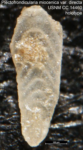 Plectofrondicularia miocenica var. directa Cushman & Laiming, 1931