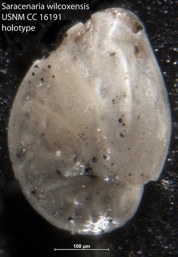 Saracenaria wilcoxensis Cushman & Ponton, 1932