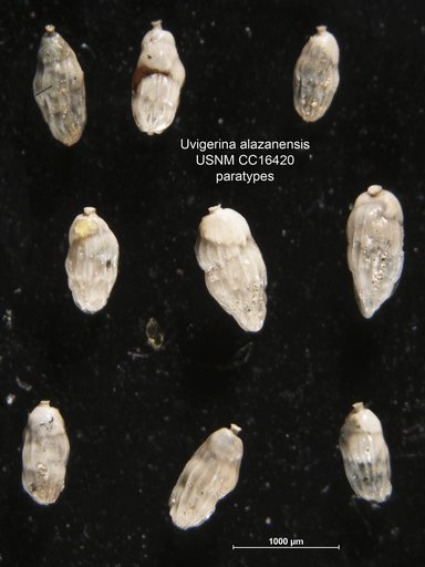 Uvigerina alazanensis Nuttall, 1932