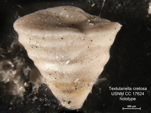 Textulariella cretosa Cushman, 1932