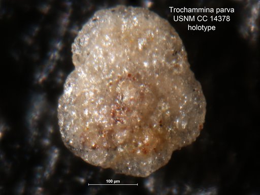 Trochammina parva Cushman & Laiming, 1931