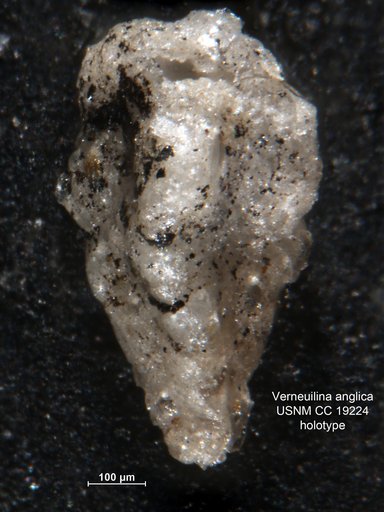 Verneuilina anglica Cushman, 1936