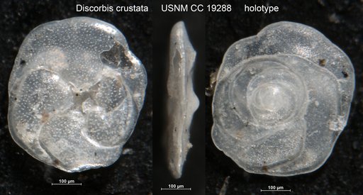 Discorbis crustata Cushman, 1933