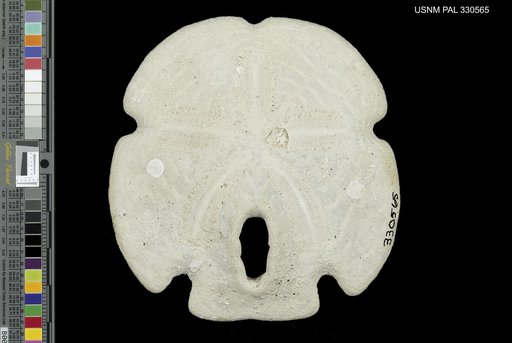 Encope macrophora (Ravenel, 1843)