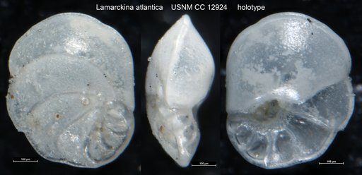 Lamarckina atlantica Cushman, 1931