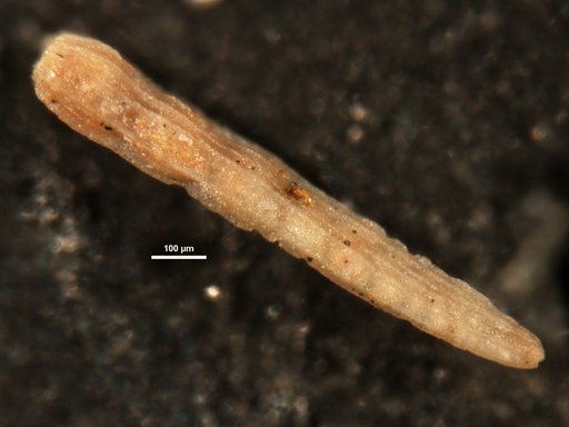 Plectofrondicularia trinitatensis Cushman & Jarvis, 1929