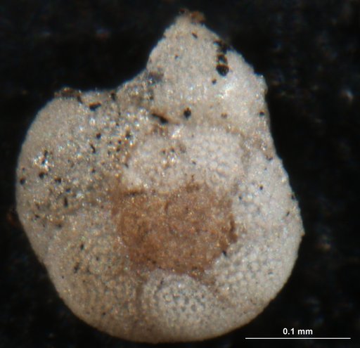 Discorbis floridana Cushman, 1922
