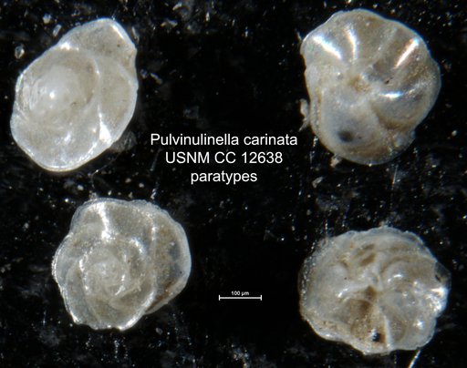Pulvinulinella carinata Cushman, 1922
