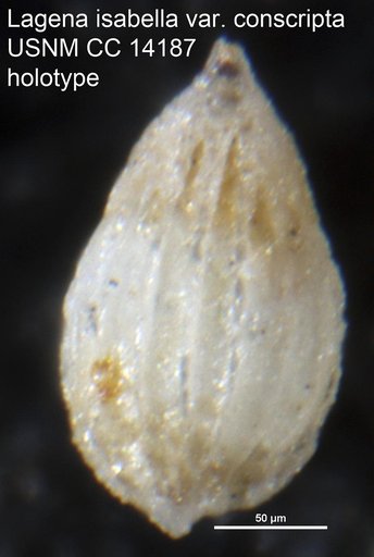 Lagena isabella var. conscripta Cushman & Barksdale, 1930