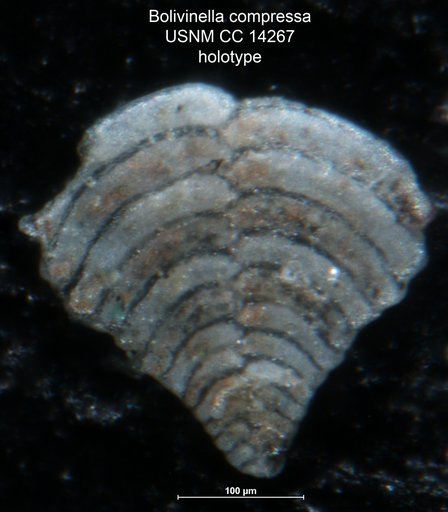 Bolivinella compressa Howe, 1930