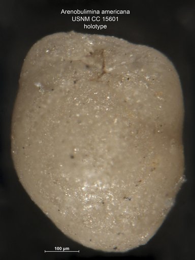 Arenobulimina americana Cushman, 1936