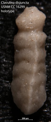 Clavulina disjuncta Cushman, 1933