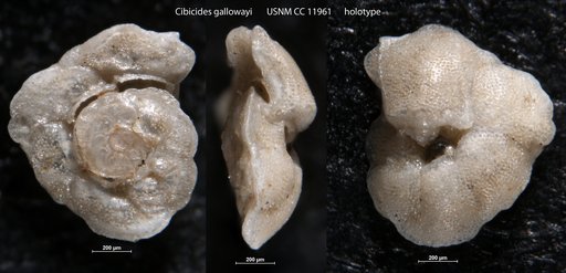 Cibicides gallowayi Cushman & Valentine, 1930