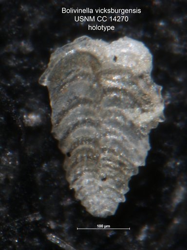 Bolivinella vicksburgensis Howe, 1930