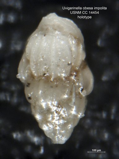 Uvigerinella obesa var. impolita Cushman & Laiming, 1931