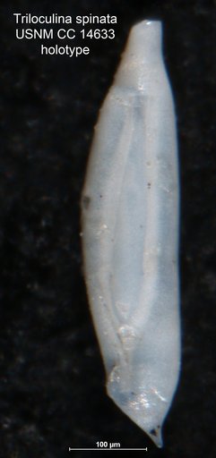 Triloculina spinata Cushman, 1932