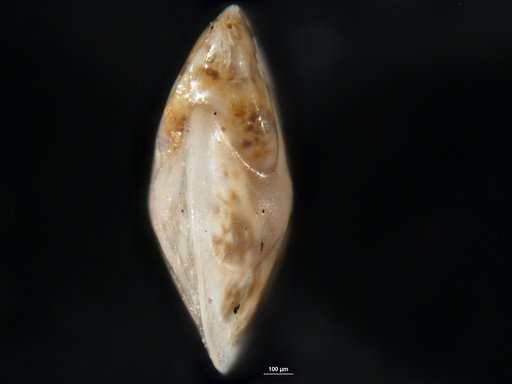 Robulus stephensoni Cushman, 1939