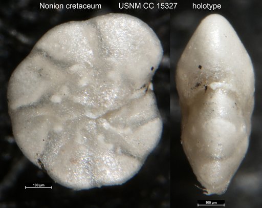 Nonion cretaceum Cushman & Jarvis, 1932