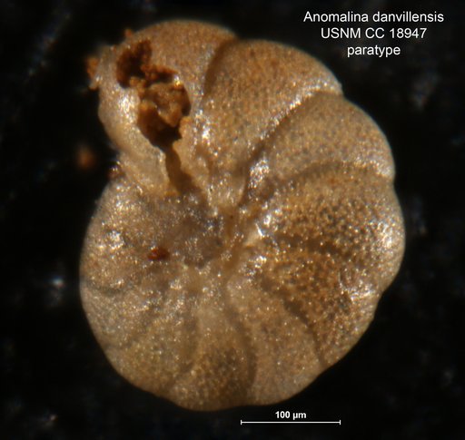 Anomalina danvillensis Howe & Wallace, 1932
