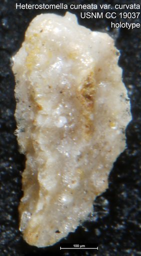 Heterostomella cuneata var. curvata Cushman, 1933