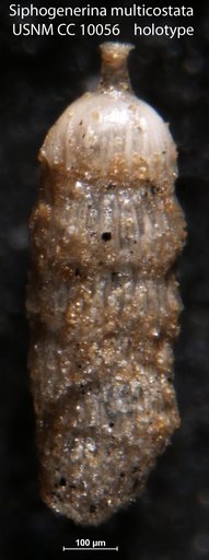 Siphogenerina multicostata Cushman & Jarvis, 1929