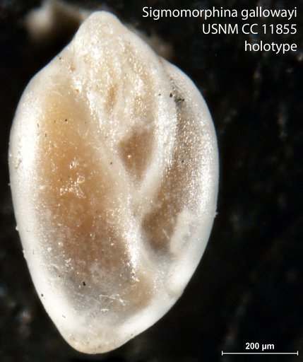 Sigmomorphina gallowayi Cushman & Ozawa, 1930