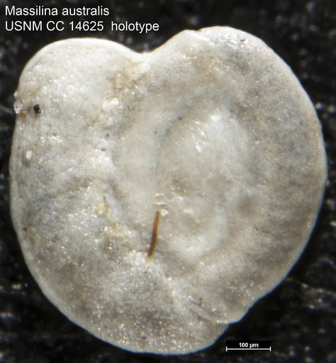 Massilina australis Cushman, 1932