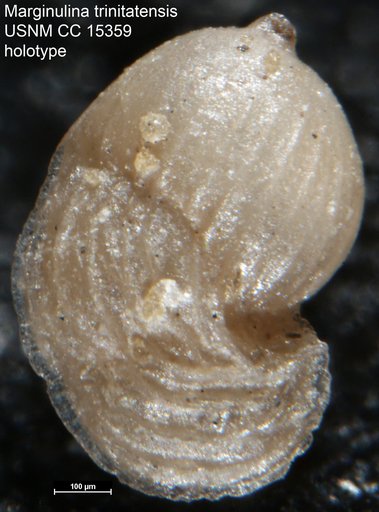 Marginulina trinitatensis Cushman, 1937
