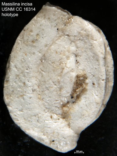 Massilina incisa Cushman & Ponton, 1932