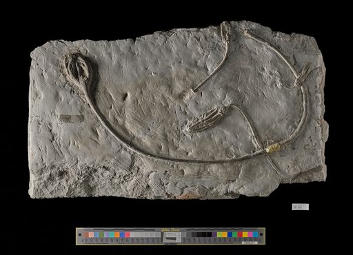 Crinoidea