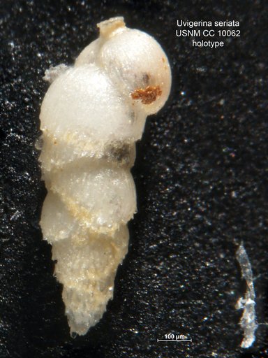 Uvigerina seriata Cushman & Jarvis, 1929