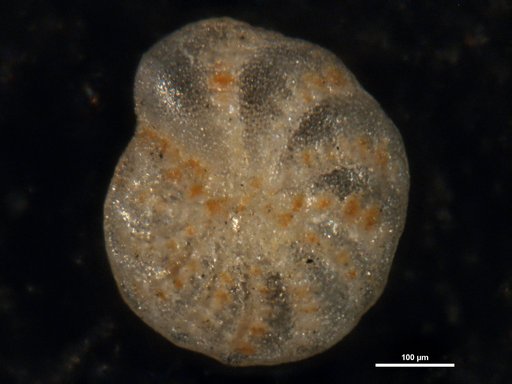 Elphidium advenum var. margaritaceum Cushman, 1930