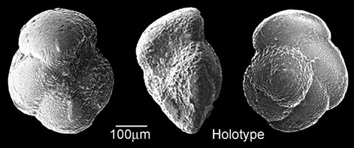 Globorotalia cocoaensis Cushman, 1928