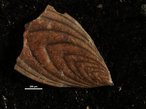Plectofrondicularia jarvisi Cushman & Todd, 1945