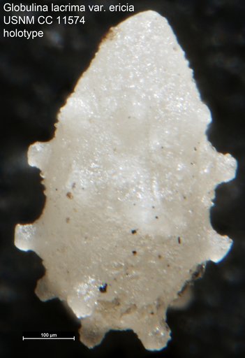 Globulina lacrima var. ericia Cushman & Ozawa, 1930