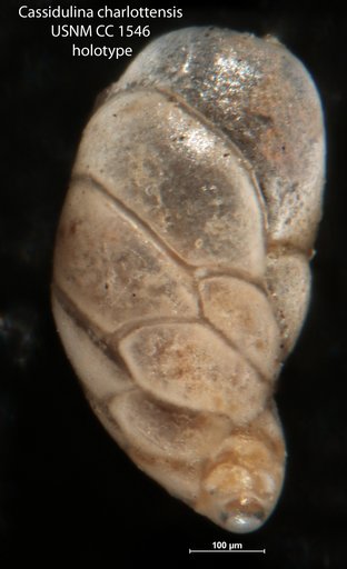 Cassidulina charlottensis Cushman, 1925