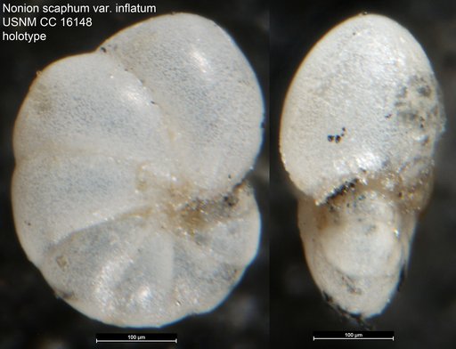 Nonion scaphum var. inflatum Cushman & Ellisor, 1932
