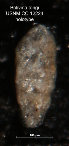 Bolivina tongi Cushman, 1929