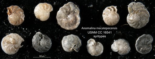 Anomalina mecatepecensis Nuttall, 1932